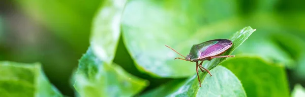 Gros Plan Macro Focus Insecte Assis Sur Une Feuille — Photo