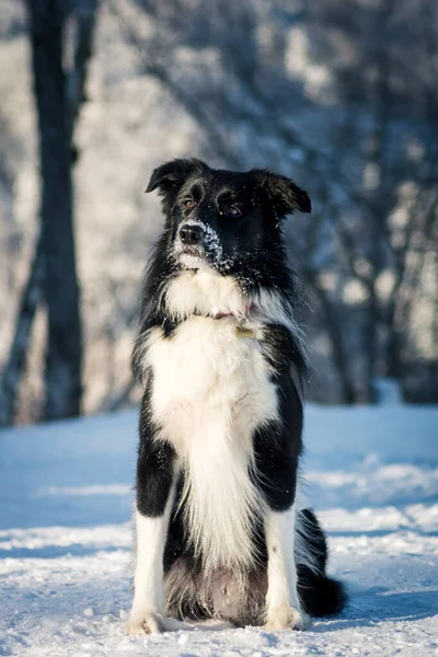 Tiro Vertical Collie Borda Adorável Uma Floresta Coberta Neve Sob — Fotografia de Stock