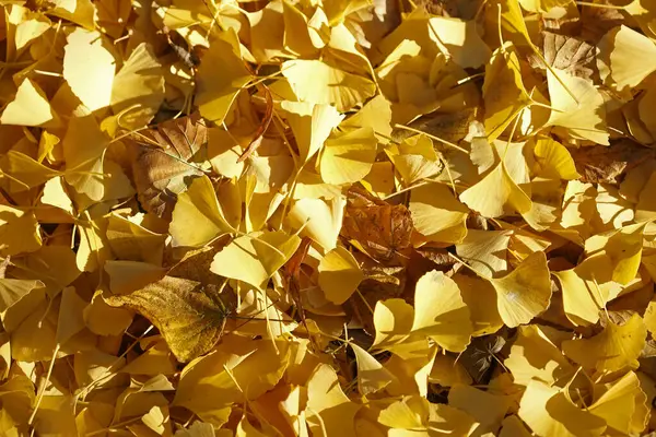 Tiro Ângulo Alto Folhas Amarelas Caiu Chão — Fotografia de Stock