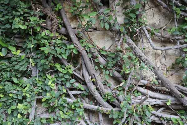 Primer Plano Enredaderas Raíces Que Cubren Una Pared Perfecto Para — Foto de Stock