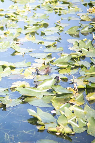 Colpo Verticale Anatre Foglie Verdi Caduta Acqua Stagno Lago — Foto Stock