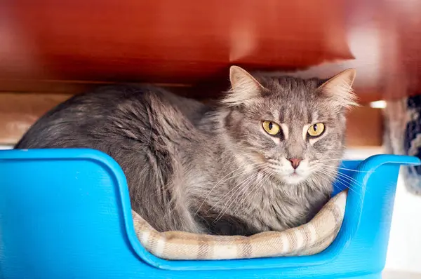 Selective Focus Shot Gray Cat Relaxing His Cozy Bed — Stock Photo, Image