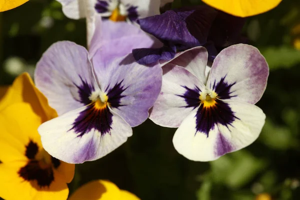 Foco Seletivo Flores Vibrantes Roxas Amarelas Pansy — Fotografia de Stock