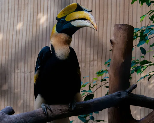 Gros Plan Oiseau Tropical Kalao Deux Cornes Debout Sur Branche — Photo