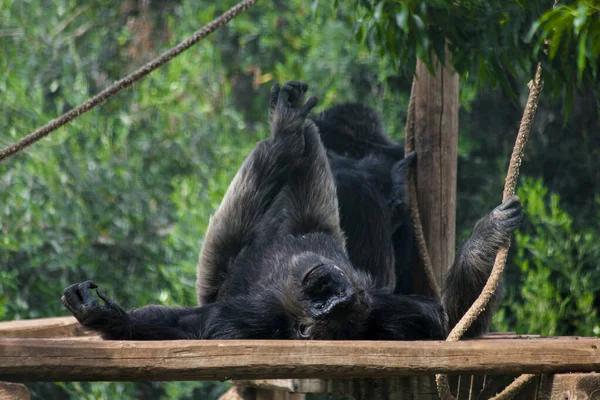 Черный Шимпанзе Природе — стоковое фото