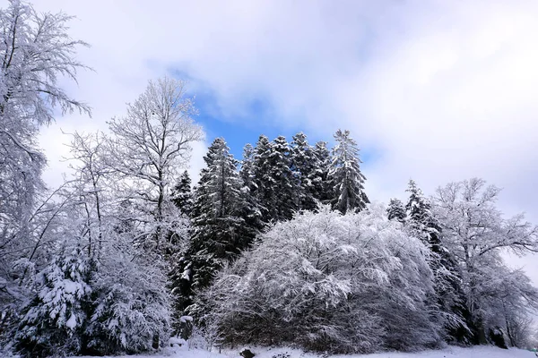 Зимний Пейзаж Деревья Покрытые Снегом — стоковое фото