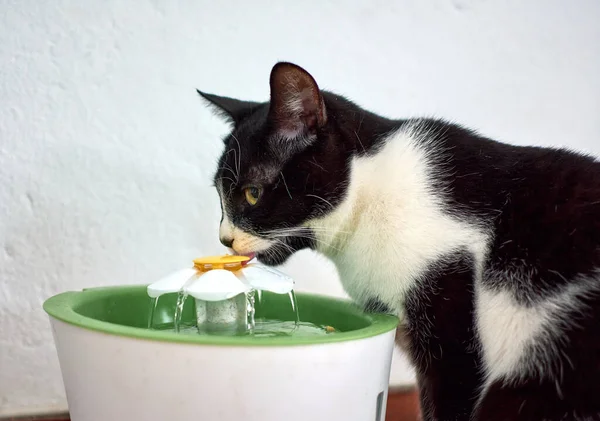 Eine Selektive Fokusaufnahme Einer Schwarz Weißen Katze Beim Wassertrinken — Stockfoto