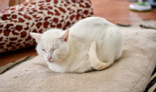 Eine Selektive Fokusaufnahme Einer Weißen Katze Die Sich Ihrem Gemütlichen — Stockfoto