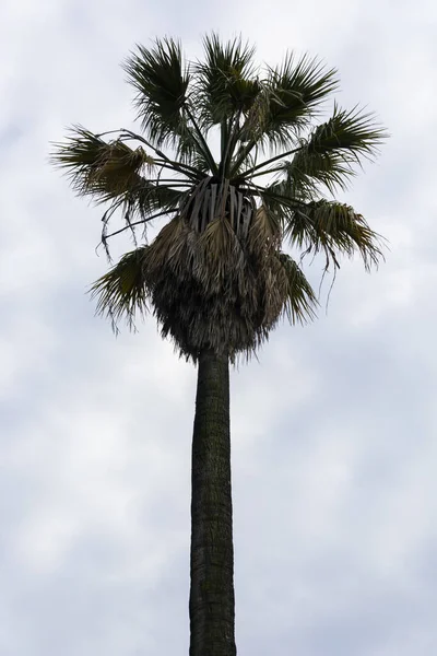 Disparo Vertical Una Palmera Alta Contra Cielo Blanco — Foto de Stock