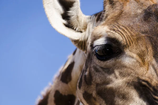 Closeup Shot Giraffe Blue Sky Background — Stock Photo, Image