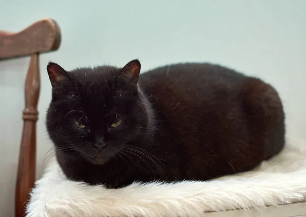 Szelektív Fókusz Felvétel Egy Fekete Macskáról Aki Kényelmes Ágyán Pihen — Stock Fotó