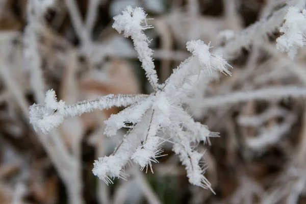 Closeup Shot Frozen Plants Woods — Stock Fotó
