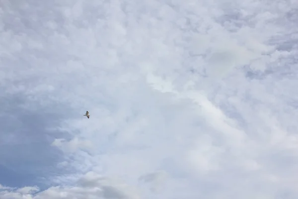 Ένας Γλάρος Που Πετά Κάτω Από Συννεφιασμένο Ουρανό — Φωτογραφία Αρχείου