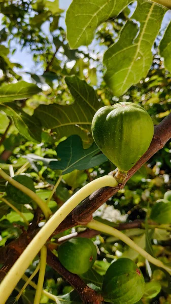 Nahaufnahme Einer Grünen Feige Die Auf Einem Baum Einem Park — Stockfoto