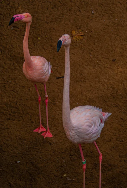 Eine Vertikale Aufnahme Von Zwei Entzückenden Flamingos Die Auf Dem — Stockfoto