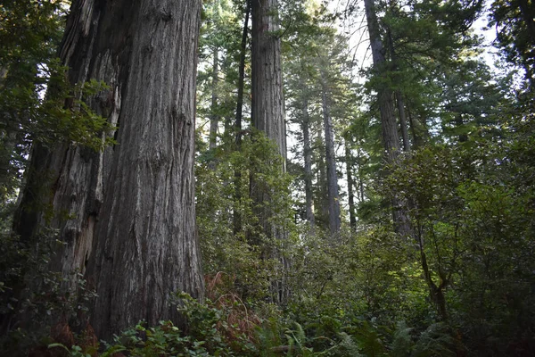 Detailní Záběr Obřích Sekvojí Sekvoje Lese Humboldt County Kalifornie — Stock fotografie