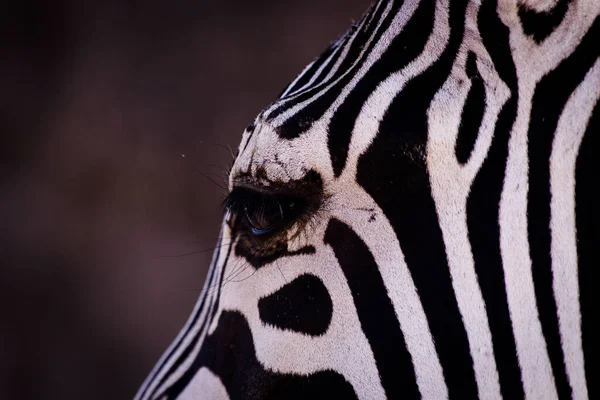 Nahaufnahme Eines Zebras — Stockfoto
