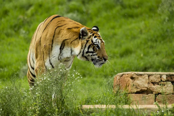 Une Prise Vue Sélective Tigre Dans Nature Verte — Photo