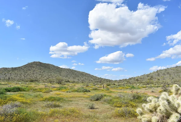 Eine Nahaufnahme Der Wüstenlandschaft Von Sonora Phoenix Arizona — Stockfoto