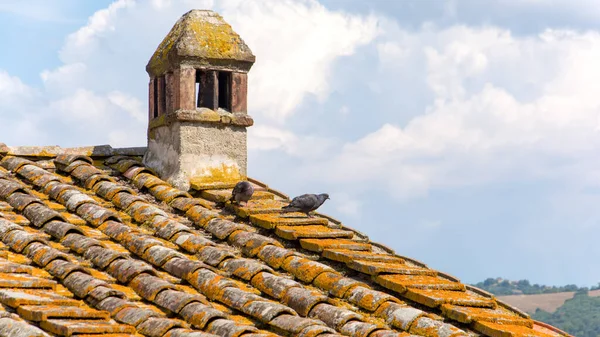 Крупный План Птиц Сидящих Старой Черепичной Крыше — стоковое фото