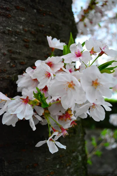 Een Verticaal Shot Van Sakura Bloesem — Stockfoto