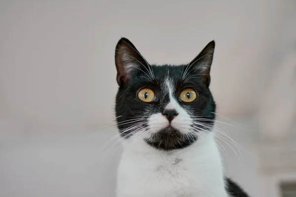 Selective Focus Shot Black White Cat Big Yellow Eyes — Stock Photo, Image