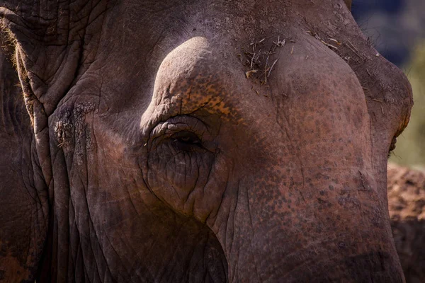 Крупный План Слона — стоковое фото