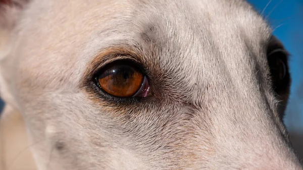 Zbliżenie Ujęcia Oczu Białego Psa Gończego — Zdjęcie stockowe