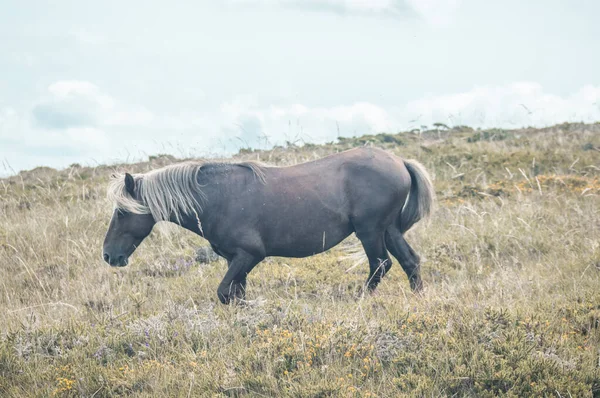 Vacker Svart Häst Som Springer Fält Mot Den Molniga Himlen — Stockfoto