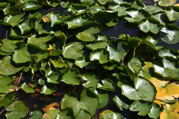 Sebuah Kolam Dengan Daun Hijau Chinese Garden Friendship Darling Harbour — Stok Foto