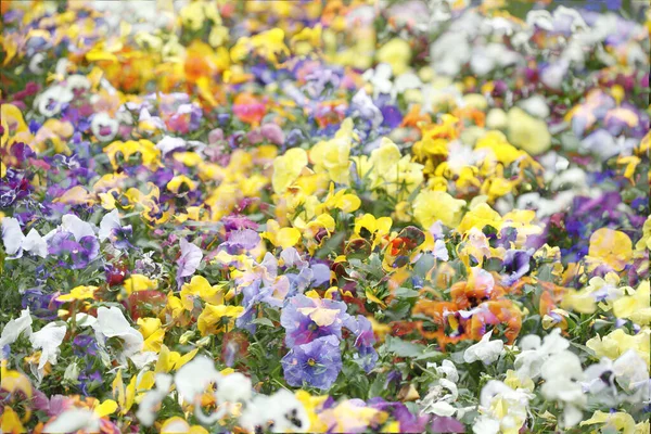 Een Abstracte Achtergrond Van Kleurrijke Wazige Bloemen — Stockfoto