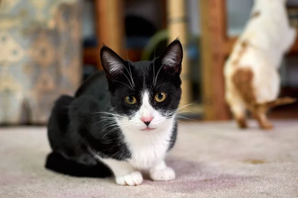 Selective Focus Shot Black White Cat Lying Floor — Stock Photo, Image