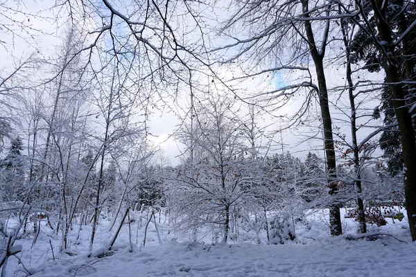 Eine Winterlandschaft Und Schneebedeckte Bäume — Stockfoto
