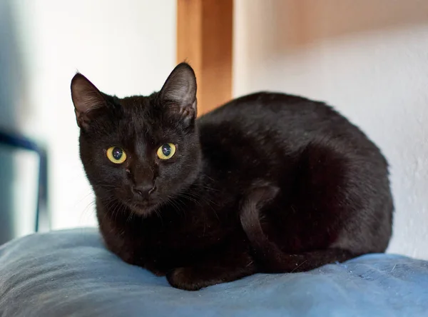 Selective Focus Shot Black Cat Relaxing His Cozy Bed — Stock Photo, Image