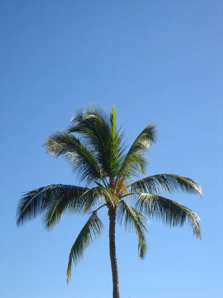 Vertical View Palm Tree Clear Blue Sky Background — Stock Photo, Image