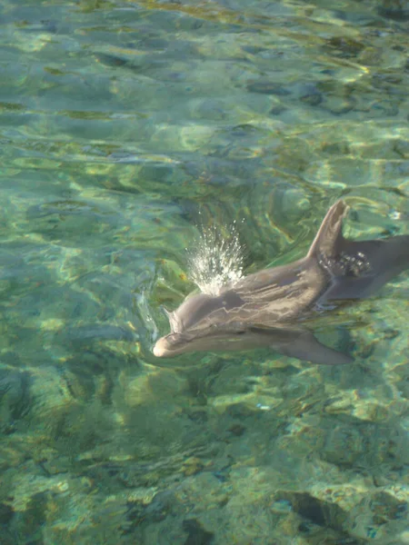 Vertical Shot Olphin Emerging Clear Ocean Splash Breath Blowhole — Stock Photo, Image