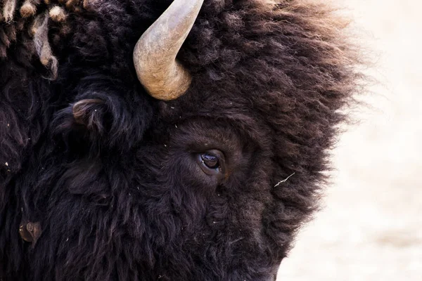 Primo Piano Bisonte Steppa Marrone — Foto Stock