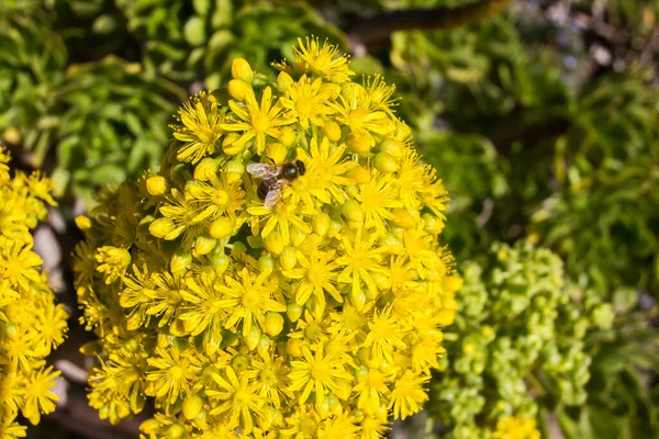 Closeup Shot Bee Yellow Cactus Blossom — Stock Photo, Image
