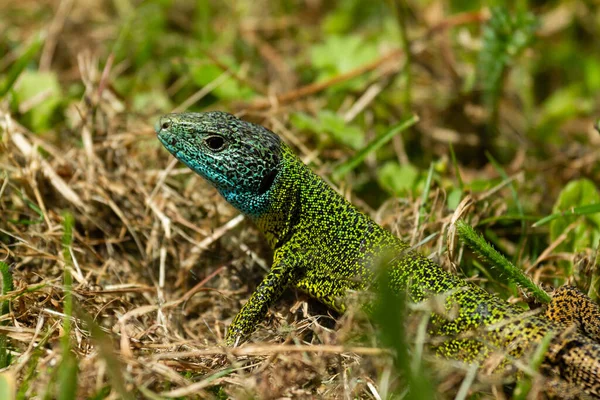 Primer Plano Poco Profundo Lagarto Esmeralda Ibérico Lacerta Schreiberi Sobre —  Fotos de Stock