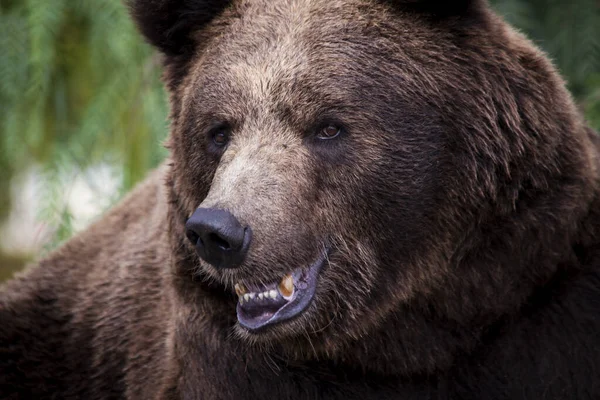 Tiro Foco Seletivo Urso Marrom — Fotografia de Stock