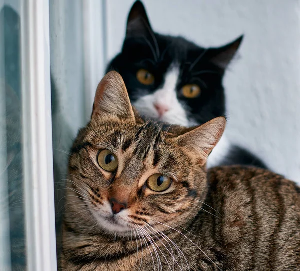 Tiro Seletivo Foco Dois Gatos Bonitos — Fotografia de Stock