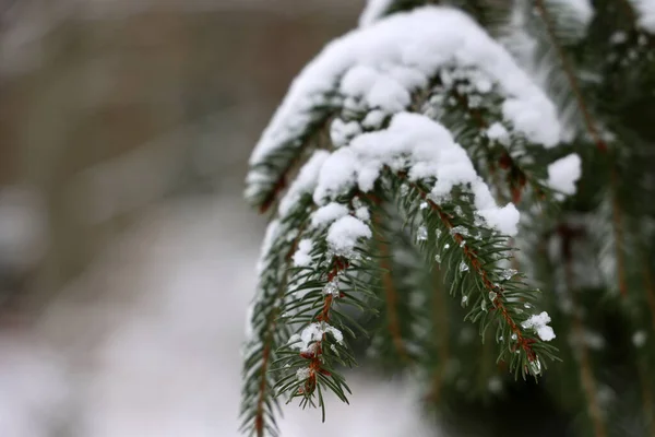 Ett Grunt Fokus Grangrenar Täckta Snö — Stockfoto