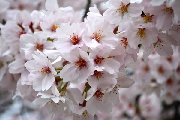 Tiro Close Flor Sakura — Fotografia de Stock