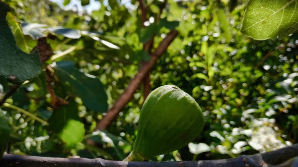 Tiro Close Figo Verde Crescendo Uma Árvore Parque — Fotografia de Stock