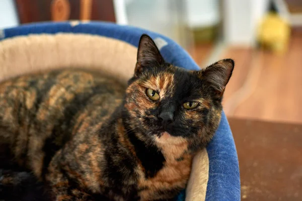 Tiro Seletivo Foco Gato Tartaruga Que Relaxa Sua Cama Aconchegante — Fotografia de Stock