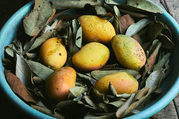 Top View Closeup Ripe Mangoes Blue Bowl Leaves Ground — Stock Photo, Image