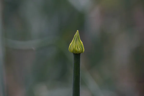 Eine Knospe Einer Blühenden Pflanze Einem Garten — Stockfoto