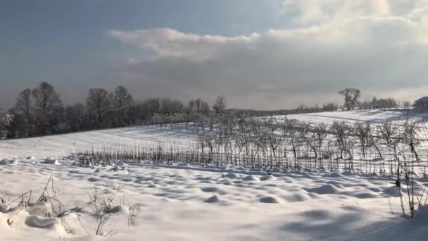 Winter Landscape Snow Covered Trees — Stock Video