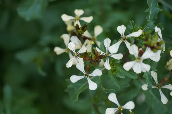 Λευκά Λουλούδια Μιας Ανθισμένης Πλά — Φωτογραφία Αρχείου