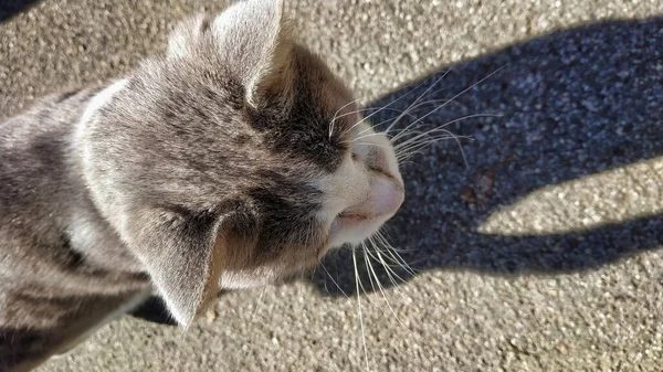 Una Vista Superior Gato Cabeza Gris Esponjoso Luz Del Sol —  Fotos de Stock